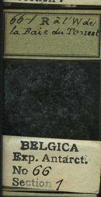 belgica antarctica expeditie 66.1b.jpg