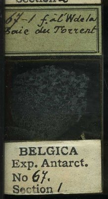belgica antarctica expeditie 67.1b.jpg