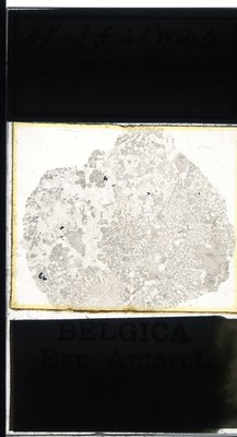 belgica antarctica expeditie 67.2a.jpg