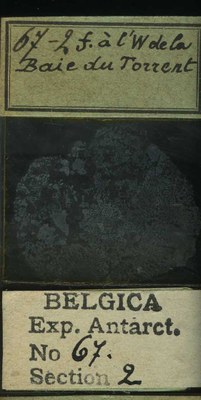 belgica antarctica expeditie 67.2b.jpg