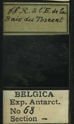 belgica antarctica expeditie 68b.jpg