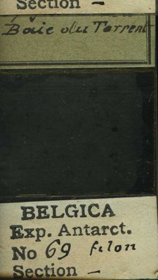 belgica antarctica expeditie 69b.jpg