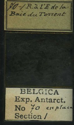 belgica antarctica expeditie 70.1b.jpg