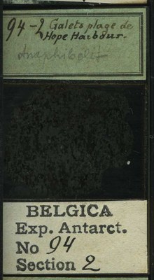 belgica antarctica expeditie 94.2b.jpg