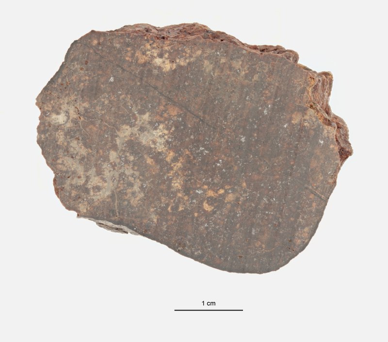 A09442-b ZS PMax.jpg