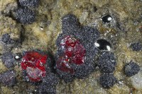 RG---- 28003 Cinnabar - Mercury BB 4,5.jpg RG---- 28003 Cinnabar - Mercury BB 4,5.jpg