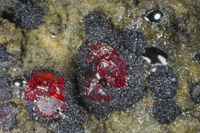RG---- 28005 Cinnabar - Mercury BB 3,9.jpg RG---- 28005 Cinnabar - Mercury BB 3,9.jpg