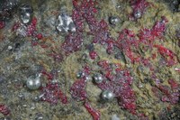 RG---- 28006 Mercury - Cinnabar BB 10.jpg RG---- 28006 Mercury - Cinnabar BB 10.jpg