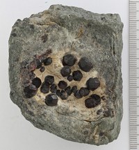 RG0079 Garnet -Group-.jpg RG0079 Garnet -Group-.jpg