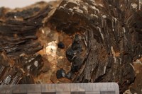RG0087 Pyrrhotite b.JPG RG0087 Pyrrhotite b.JPG