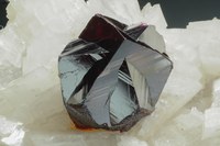 RG0228 27691.cinnabar.jpg RG0228 27691.cinnabar.jpg