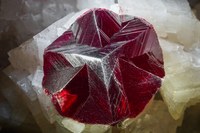 RG0228 27699.cinnabar.jpg RG0228 27699.cinnabar.jpg