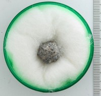 RG0229 Arsenic.jpg RG0229 Arsenic.jpg