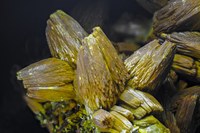 RG0381 27797 Pyromorphite BB 40.jpg RG0381 27797 Pyromorphite BB 40.jpg