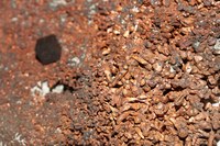 RG0480 Copper (3).JPG RG0480 Copper (3).JPG