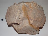 RG0531 Aragonite (1).JPG RG0531 Aragonite (1).JPG