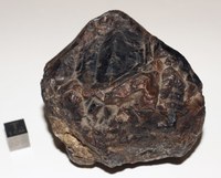 RG0539 Cassiterite.JPG RG0539 Cassiterite.JPG