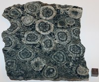 RG0590 Diorite.jpg RG0590 Diorite.jpg