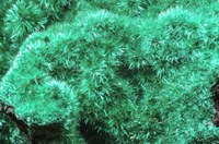 RG0723 27937 Brochantite BB 35.jpg RG0723 27937 Brochantite BB 35.jpg