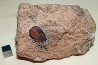 RG0733 Topaz.JPG RG0733 Topaz.JPG
