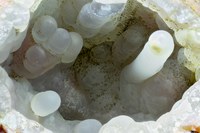 RG0749 27985 Calcedony BB 70.jpg