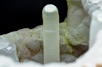 RG0749 27987 Calcedony BB 45.jpg