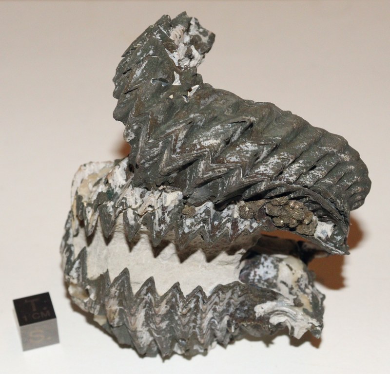 RG0875 Fossile 1.jpg