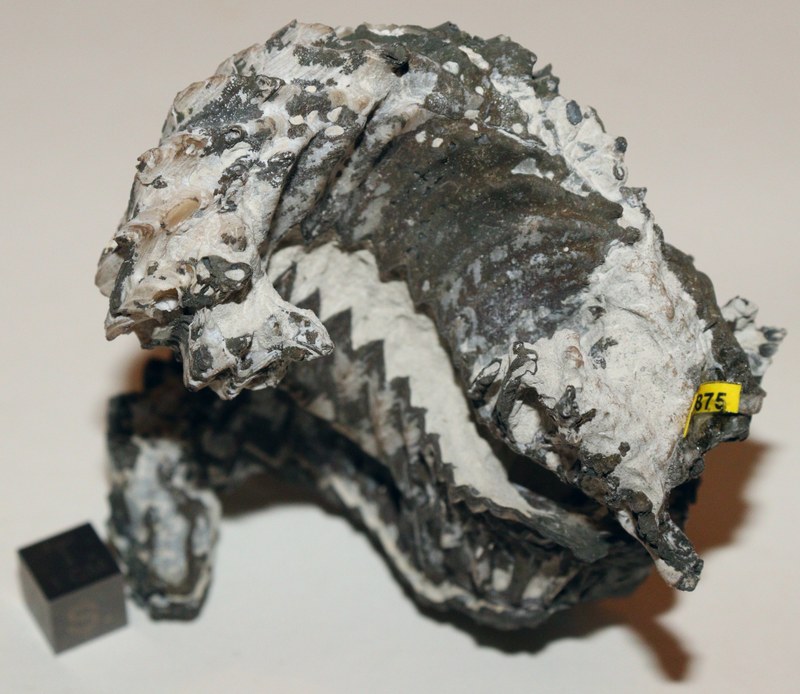 RG0875 Fossile 2.jpg