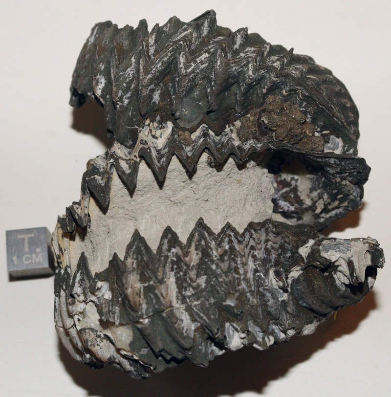 RG0875 Fossile 3.jpg
