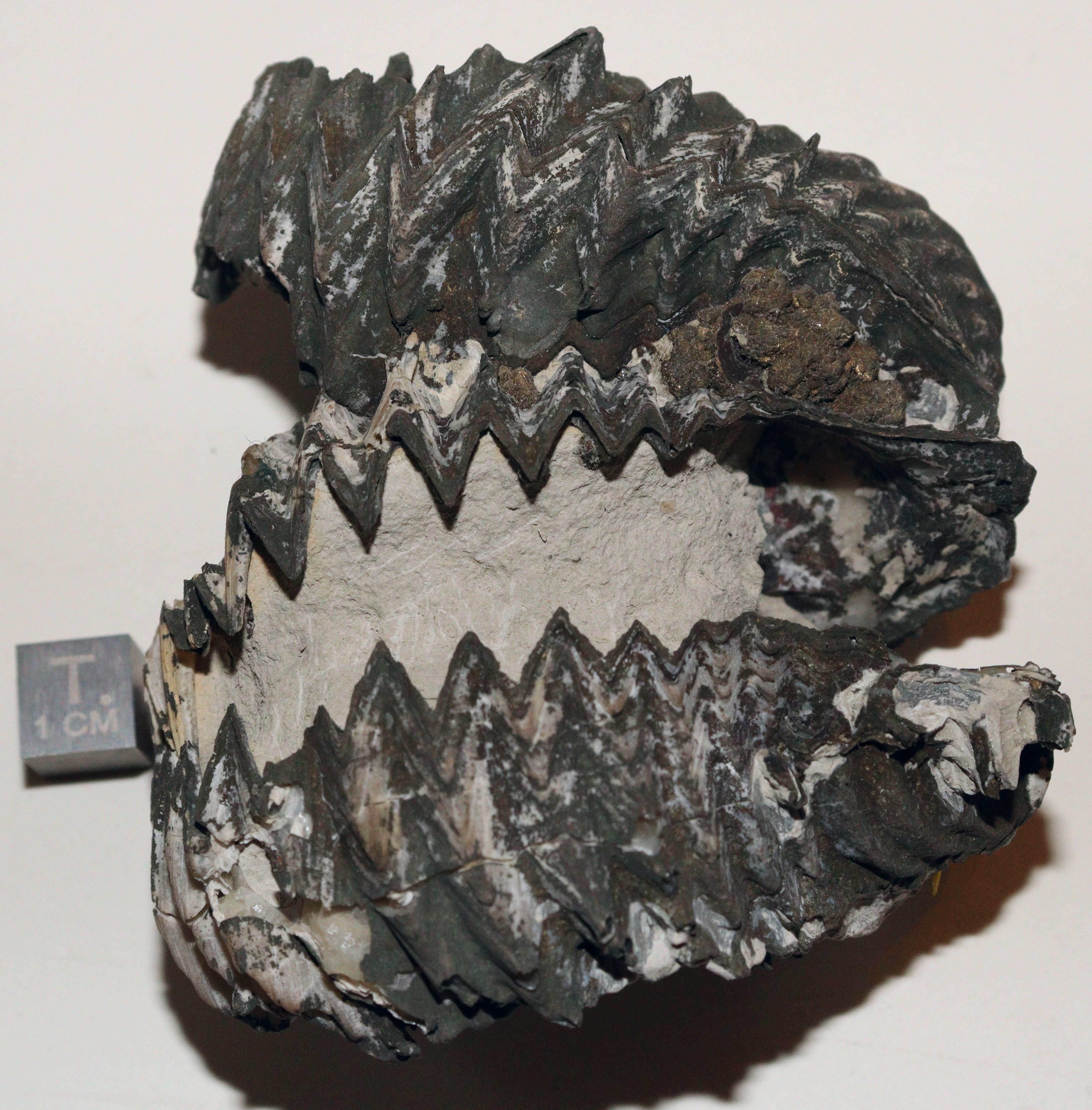 RG0875 Fossile 3.jpg