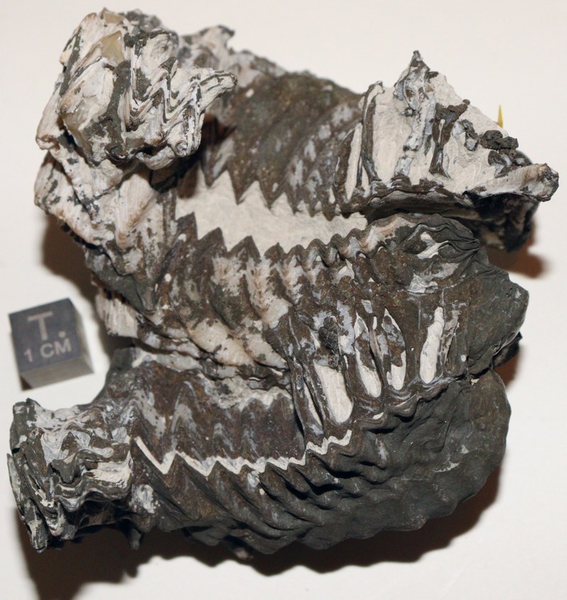 RG0875 Fossile 4.JPG