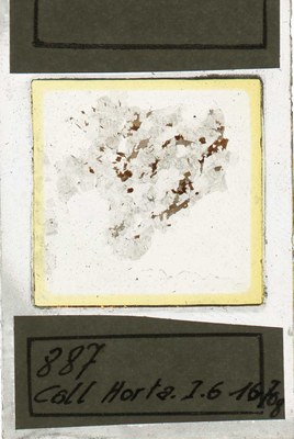 horta 887 IG16708 rgranietisch gneiss.jpg