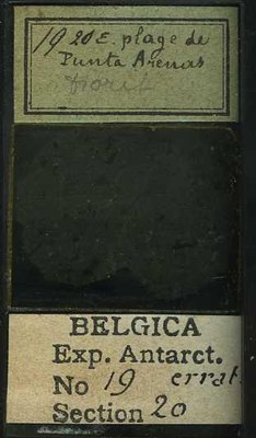 belgica antarctica expeditie  19.20b.jpg