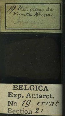 belgica antarctica expeditie  19.21b.jpg