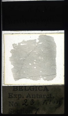 belgica antarctica expeditie  23.1a.jpg