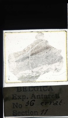 belgica antarctica expeditie  36.11a.jpg