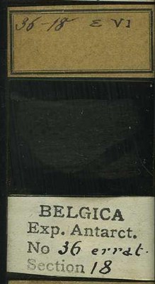 belgica antarctica expeditie  36.18b.jpg