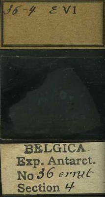 belgica antarctica expeditie  36.4b.jpg