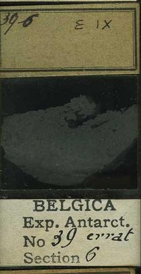 belgica antarctica expeditie  39.6b.jpg