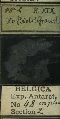 belgica antarctica expeditie  48.2b.jpg