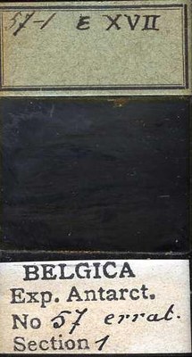 belgica antarctica expeditie  57.1b.jpg