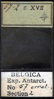 belgica antarctica expeditie  57.2b.jpg