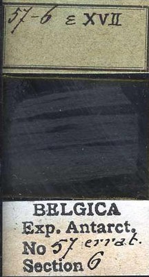 belgica antarctica expeditie  57.6b.jpg