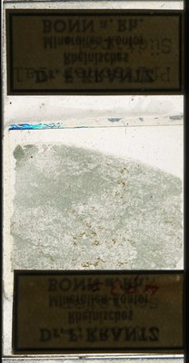 RR7558.TS Chloritschiefer.jpg