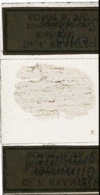 RR7602.TS Glimmergranulit.jpg