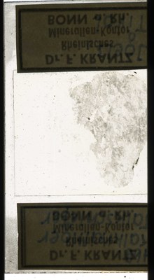 RR7618.TS Kalkhaltiger Tlkschiefer.jpg