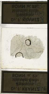 RR7646.TS Phyllit.jpg