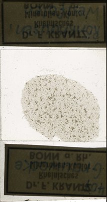 RR7687.TS Grauwacke.jpg