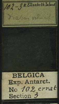 belgica antarctica expeditie 102.3b.jpg
