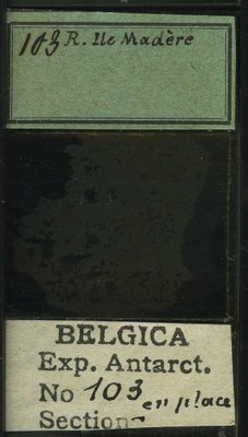belgica antarctica expeditie 103b.jpg